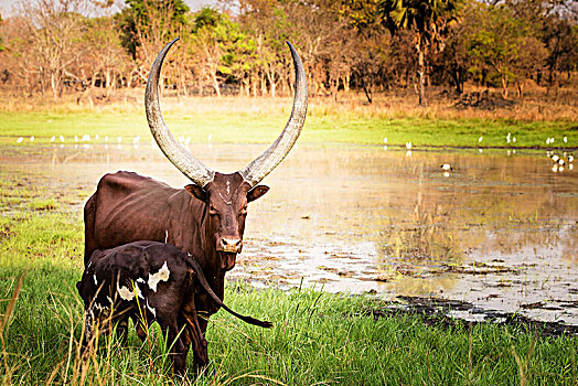 母牛,幼兽,站立,水塘,乌干达