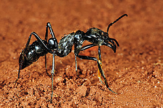 切叶蚁,国家公园,巴西
