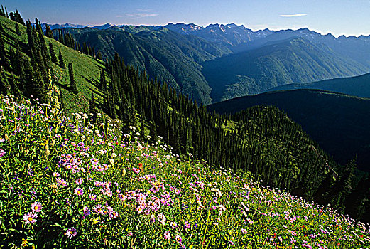 高山,野花,爱达荷,顶峰,塞尔扣克山,不列颠哥伦比亚省,加拿大