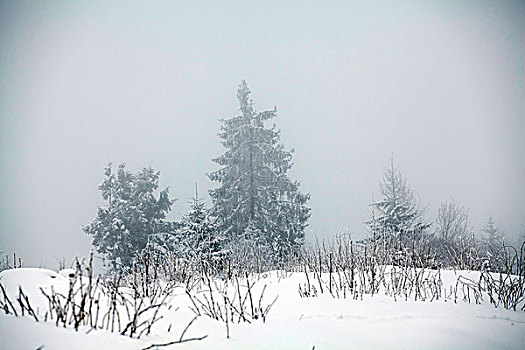 雾状,冬季风景,冷杉