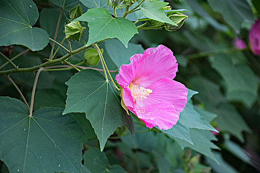 木芙蓉特写