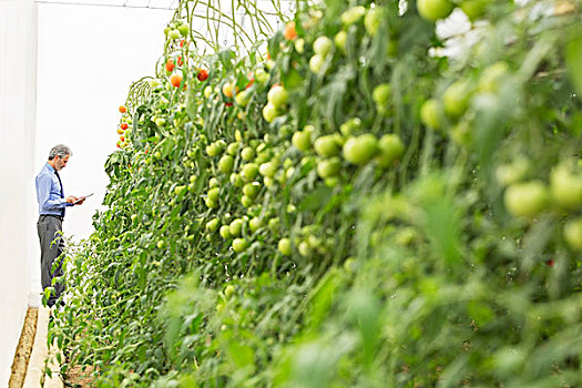 靠近,番茄植物,温室