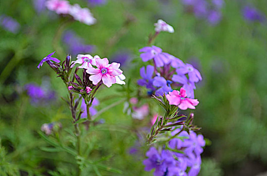 花野花紫色粉色花海