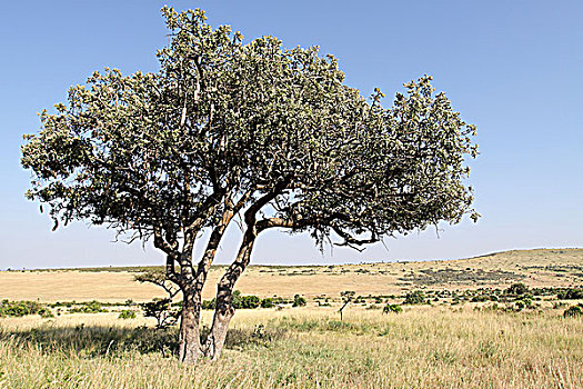 非洲肯尼亚草原热带树木-面包树