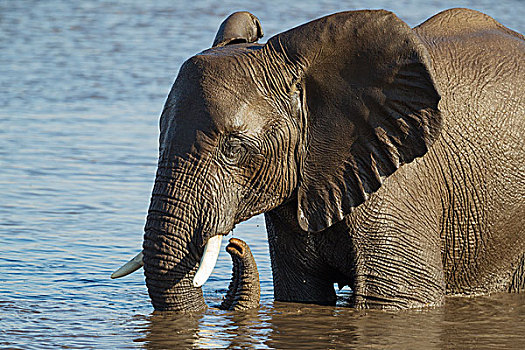 非洲象,雌性,水潭,埃托沙国家公园,纳米比亚,非洲