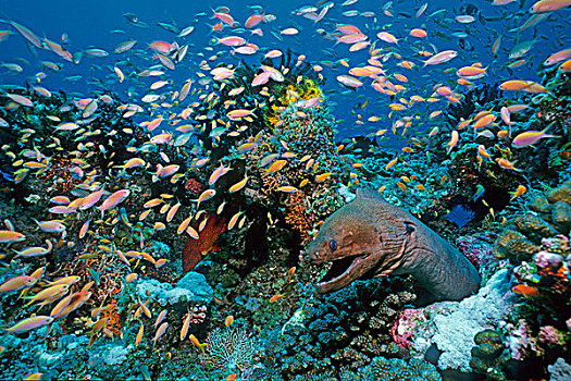 游泳,巨大,海鳗,马尔代夫,印度洋,亚洲