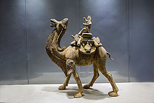 陶骆驼
