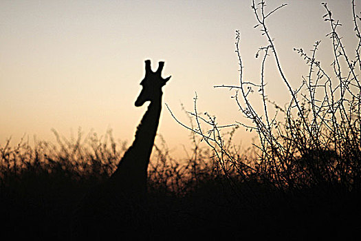 南非,西北省,禁猎区,旅游,长颈鹿,日落