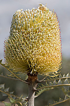 拔克西木属,花,盛开,晴朗,河,国家,公园,西澳大利亚州