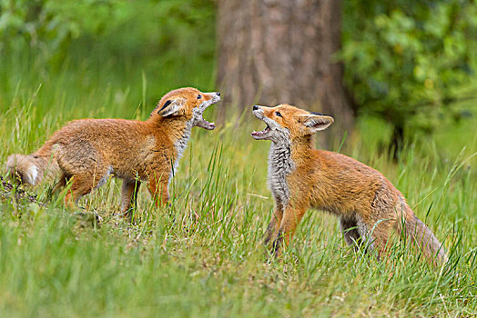 红狐,狐属,两个,幼兽,狐狸,争斗,德国,欧洲
