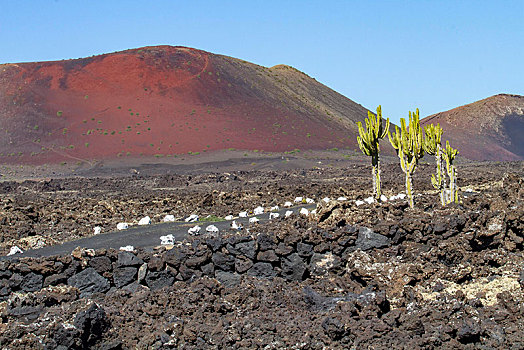 加纳利群岛,大戟,金丝雀蔓草,正面,红色,火山,蒙大拿,兰索罗特岛,西班牙,欧洲