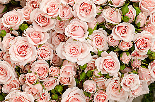 玫瑰花束,粉色,市场,布赖施高,巴登符腾堡,德国,欧洲