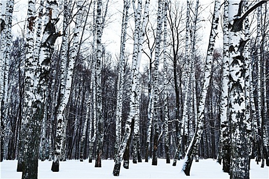 风景,雪,桦树,树林,冬天