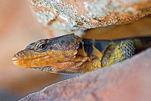 蜥蜴,自然荒野区,西海角,南非