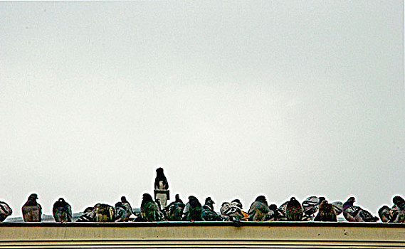 鸽子,屋顶,荷兰