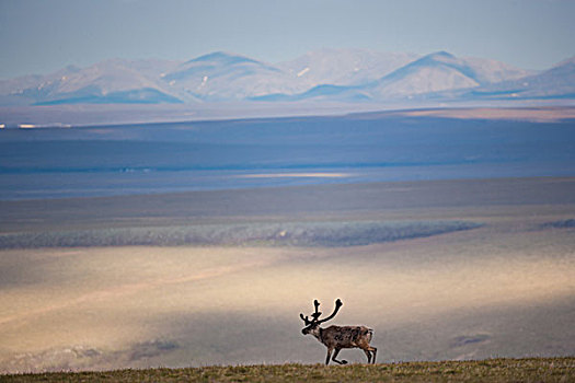 北美驯鹿,北极国家野生动物保护区,阿拉斯加,美国