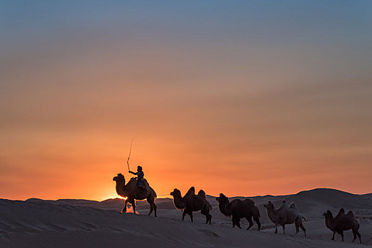 中国内蒙古夕阳下的沙漠骆驼队