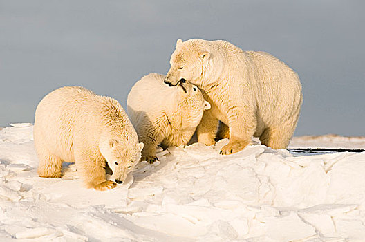 美国,阿拉斯加,北方,斜坡,区域,北极圈,国家野生动植物保护区,北极熊,母熊,一对,幼兽,冰冻,向上