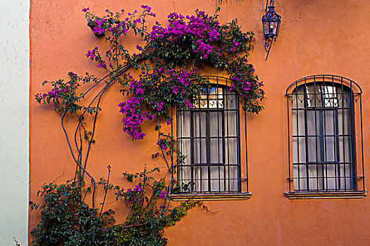 墨西哥,圣米格尔,叶子花属,围绕,一个,两个,窗户,橙色,墙壁