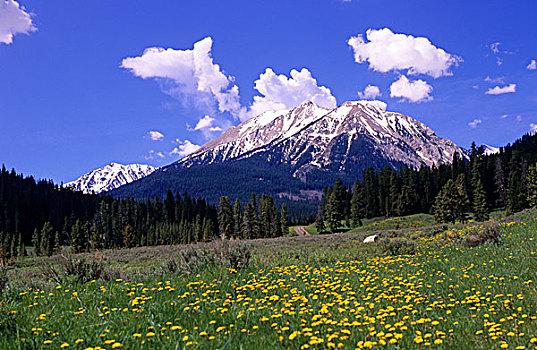 野花,山,蒙大拿,美国