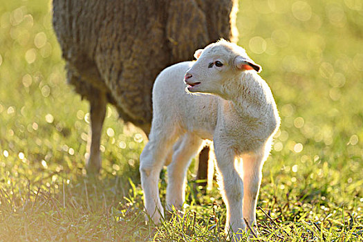 家羊,绵羊,羊羔,草地,侧面视角,站立