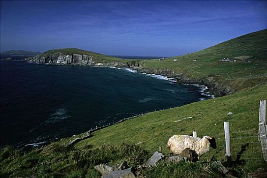 风景,海岸线,绵羊,靠近,栅栏,丁格尔半岛,爱尔兰