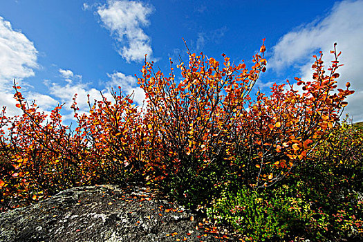 越桔,灌木,秋天,德纳里峰国家公园,阿拉斯加,美国