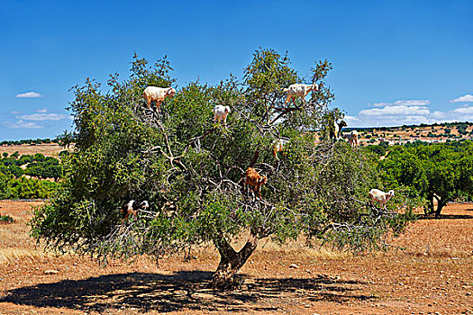 山羊,进食,树,靠近,摩洛哥,非洲