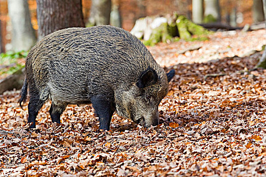 野猪,野生动植物园,莱茵兰普法尔茨州,德国,欧洲