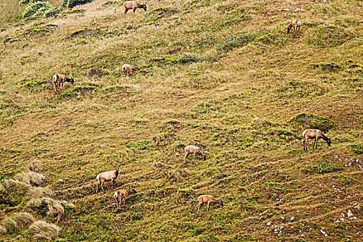 麋鹿,放牧,雷斯岬,国家海岸,加利福尼亚,美国
