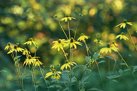 黄雏菊属植物