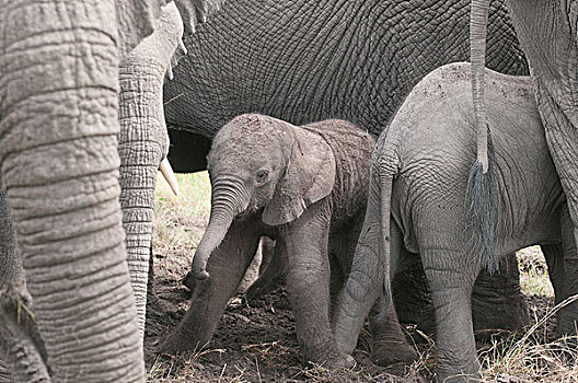 博茨瓦纳,非洲,小象,站立,就绪,走