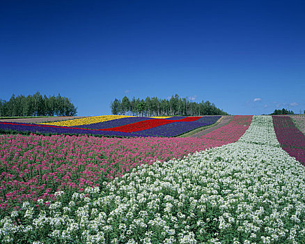 山,花园