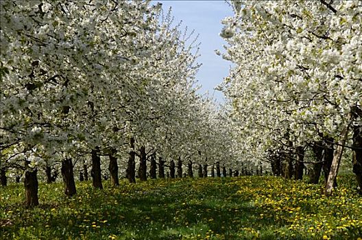 花,樱桃树,樱桃,种植园,中间,弗兰克尼亚,巴伐利亚,德国,欧洲