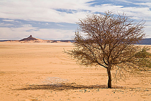 刺槐,利比亚沙漠,利比亚,北非,非洲