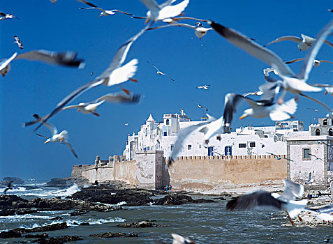 海鸥,飞,刷白,城墙