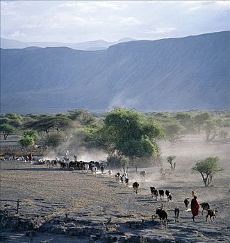 马萨伊人,牧人,牛,家,黄昏,上方,尘土,火山,土地,哭墙,裂隙,风景,遥远,角,坦桑尼亚北部
