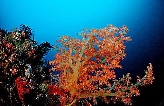 珊瑚礁,软珊瑚,低等腔肠动物,科莫多,印度洋,印度尼西亚,东南亚,亚洲