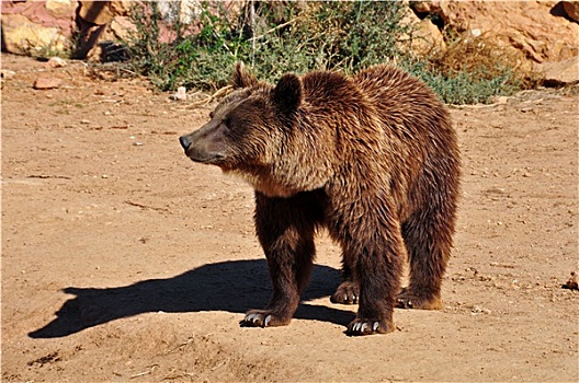 棕熊,野生动物