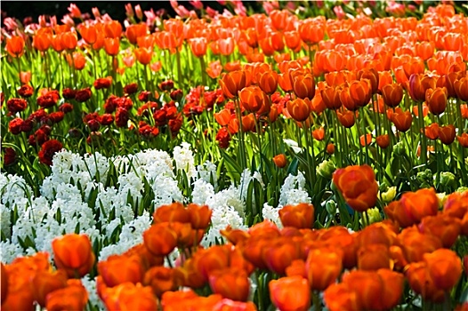 花坛,春天,橙色,郁金香