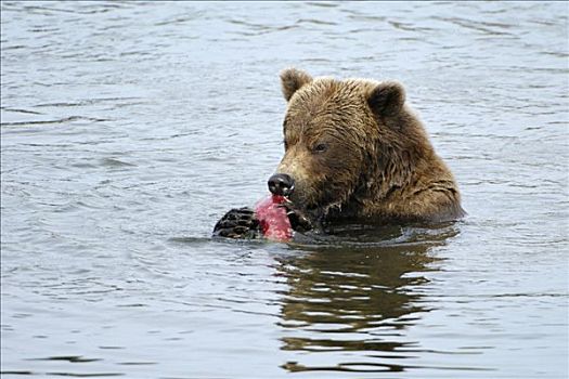 阿拉斯加,棕熊,吃,三文鱼,卡特麦国家公园,美国