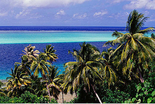 棕榈树,海滩,塔希提岛,法属玻利尼西亚,南太平洋