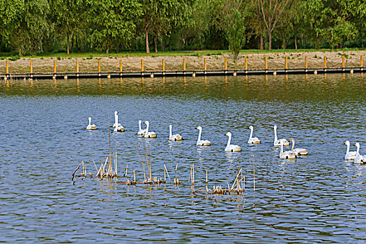 一群白色天鹅在湖中游泳