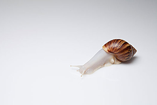 蜗牛,白色背景