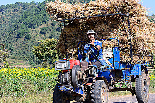 卡劳,拖拉机,稻草包,掸邦,缅甸