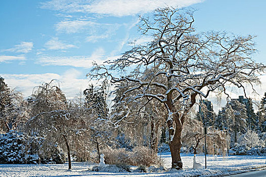积雪,树,史坦利公园,温哥华,不列颠哥伦比亚省,加拿大