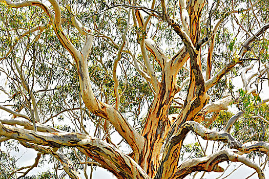 桉树,沙,国家公园,昆士兰,澳大利亚