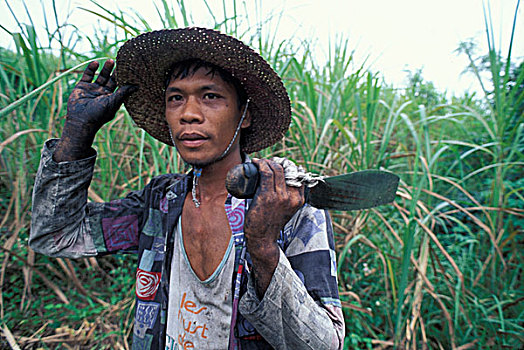 菲律宾,男人,收获,甘蔗,地点,靠近,岛屿