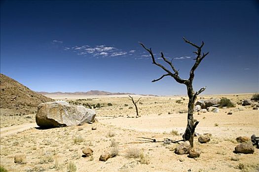 枯木,区域,纳米比亚