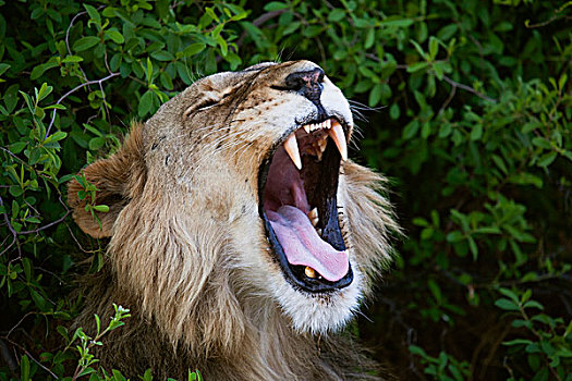 非洲狮,狮子,莫雷米禁猎区,奥卡万戈三角洲,博茨瓦纳